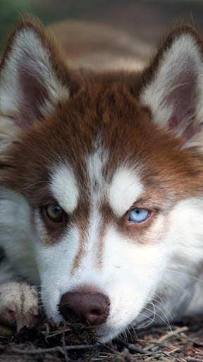 Siberian Husky Wallpapers : backgrounds hd screenshot 3