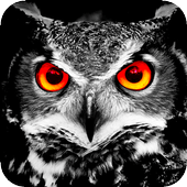 Auto Video Recorder icon