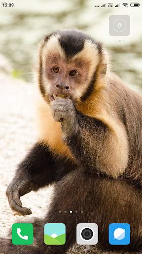 Monkey Wallpaper screenshot 12
