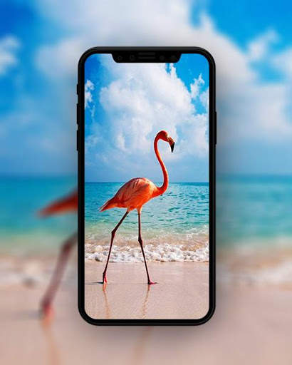 Bird Wallpapers HD स्क्रीनशॉट 4