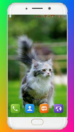 Cat Wallpaper HD screenshot 7