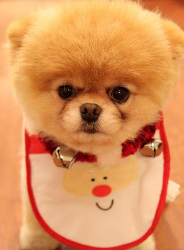 Puppy Wallpaper screenshot 1