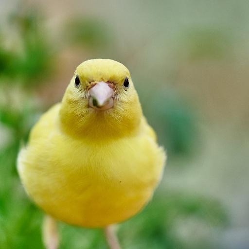 Canary Bird Wallpapers HD icon