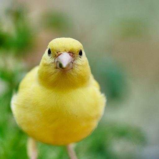 Canary Bird Wallpapers HD 2.0