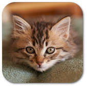 Wallpaper Meow icon