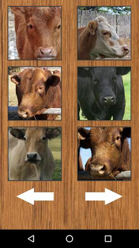 Funny Cow Farm Sounds screenshot 5