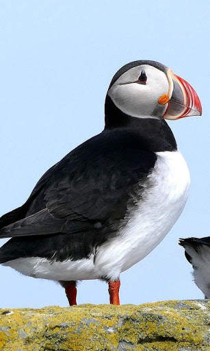 Puffin Wallpaper screenshot 8