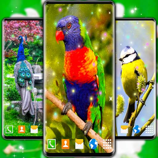 Bird Parrots HD Live Wallpaper 6.9.34
