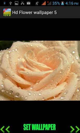 Hd Flower Wallpaper screenshot 4