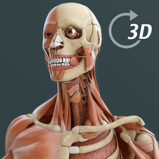 Visual Anatomy 3D | Human 1.2