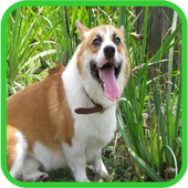 Animal Sounds icon