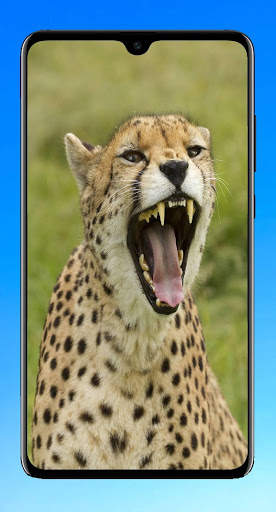 Cheetah Wallpaper 4K screenshot 13