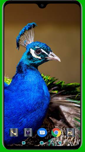 Peacock HD Wallpaper 4K Latest screenshot 6