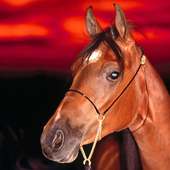 My Horse Collection