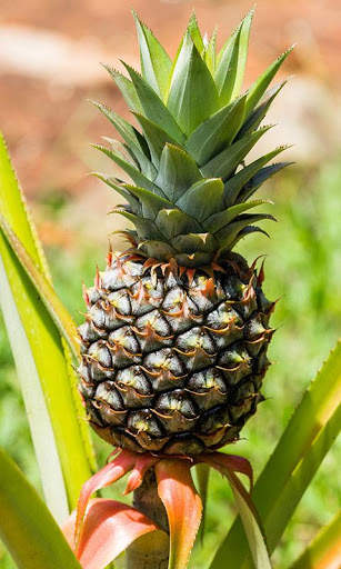 Pineapple Wallpaper screenshot 7