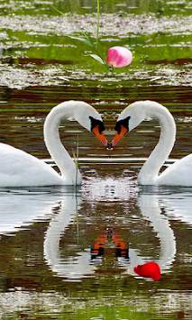 Swans Love live wallpaper screenshot 2