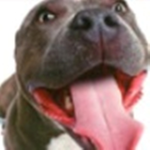 Dog Training Free Great Tricks icon