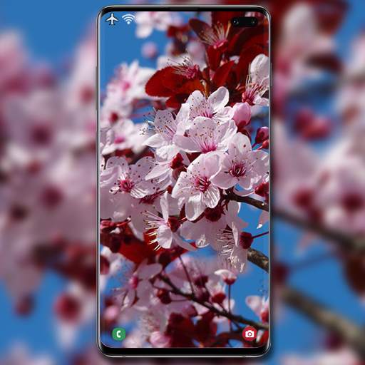 Cherry Blossom Wallpaper 1.3