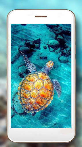 Turtles Best Live Wallpaper screenshot 4