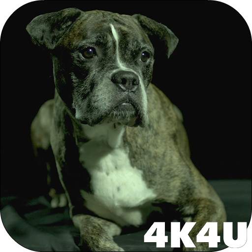 4K Dogs Slow-mo Video Live Wallpaper 2.02