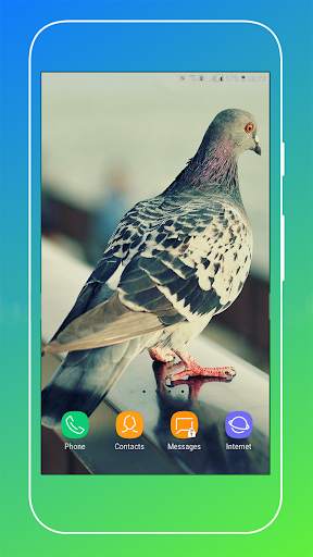 Pigeon Wallpaper screenshot 4