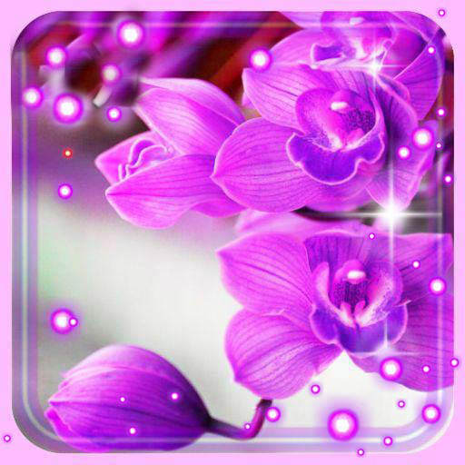 Orchids Photo 1.11