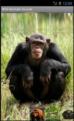 Wild Animals Sounds screenshot 4