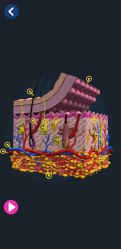 Human Anatomy 3D screenshot 5