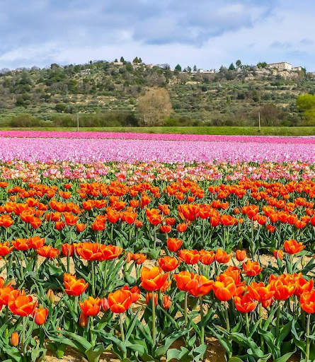 Beautiful Spring Wallpaper screenshot 6