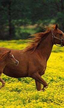Cute horse wallpapers screenshot 2