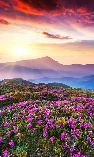 HD Mountain Flower Wallpaper скриншот 12