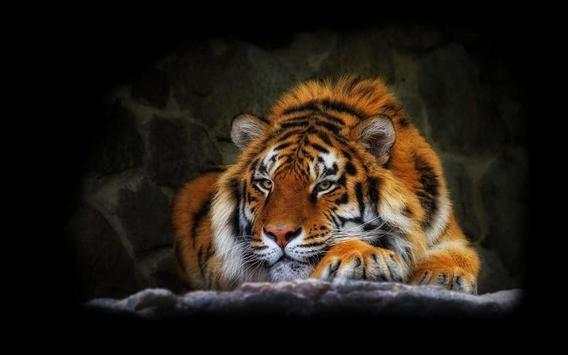 Tiger HD Wallpaper screenshot 5