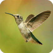 Bird wallpaper icon