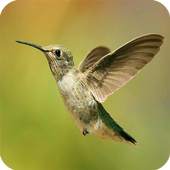 Bird wallpaper 1.01