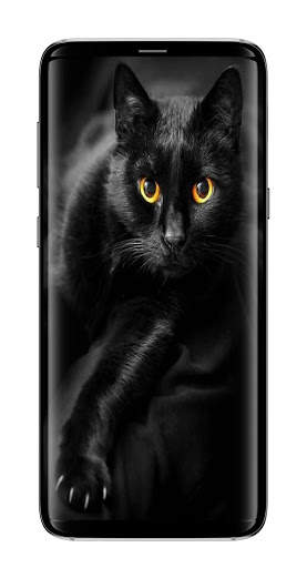 Cute Cat Wallpaper HD screenshot 6