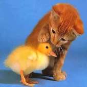 Animal Sounds