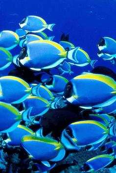 Fish Wallpaper screenshot 23