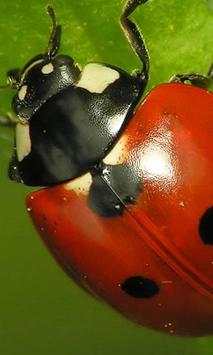 Ladybug wallpapers screenshot 3