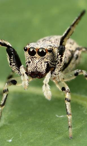 Spider Live Wallpaper (Wallpapers & Backgrounds) screenshot 2