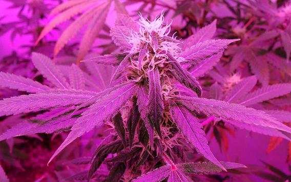 Weed Wallpapers 3 تصوير الشاشة