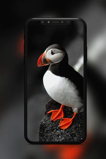 Bird Wallpaper screenshot 6