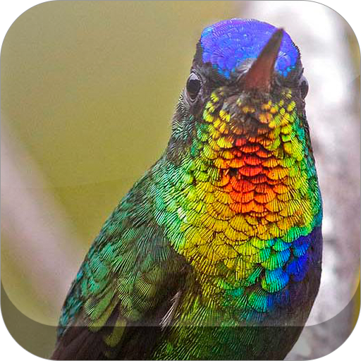 Birds Live HD Wallpapers icon