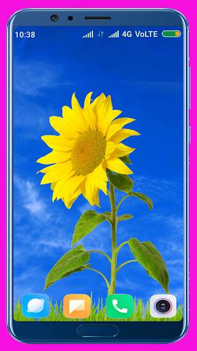 Sunflower HD Wallpaper screenshot 1