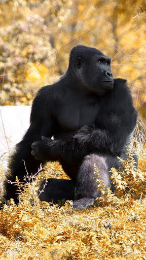 Gorilla Wallpaper screenshot 5