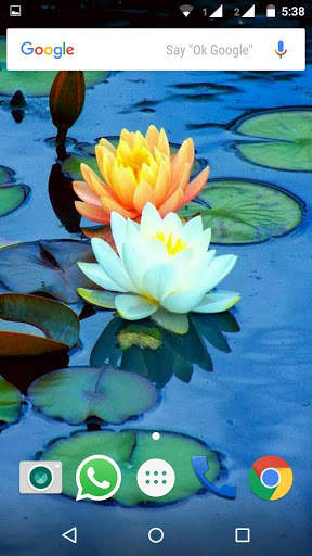 Lotus Flower Wallpaper HD screenshot 1