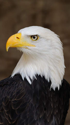 Eagle Wallpaper HD screenshot 1