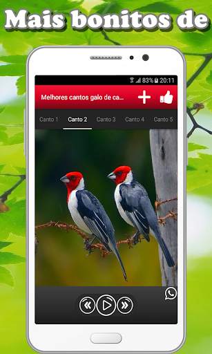 Song of galo de campina screenshot 2