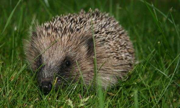 Hedgehog wallpapers screenshot 2