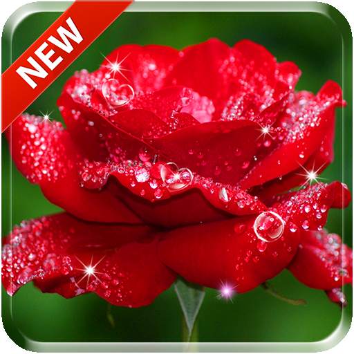 Beautiful Rose Free Live Wallpaper 1.0
