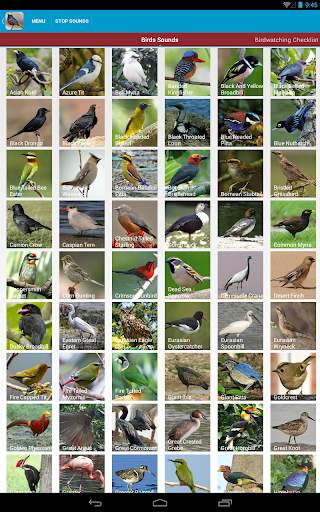 Asian Birds Sounds Free screenshot 18